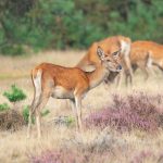 Wilde dieren op de Veluwe