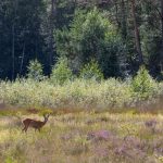 Hert in de verte op de Veluwe