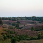 Landschap de Veluwe