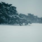 Besneeuwd landschap op de Veluwe