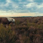 Paard op de Veluwe